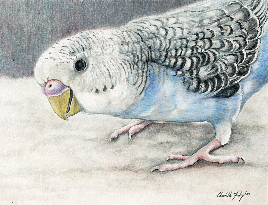Blue Budgie Painting by Charlotte Yealey
