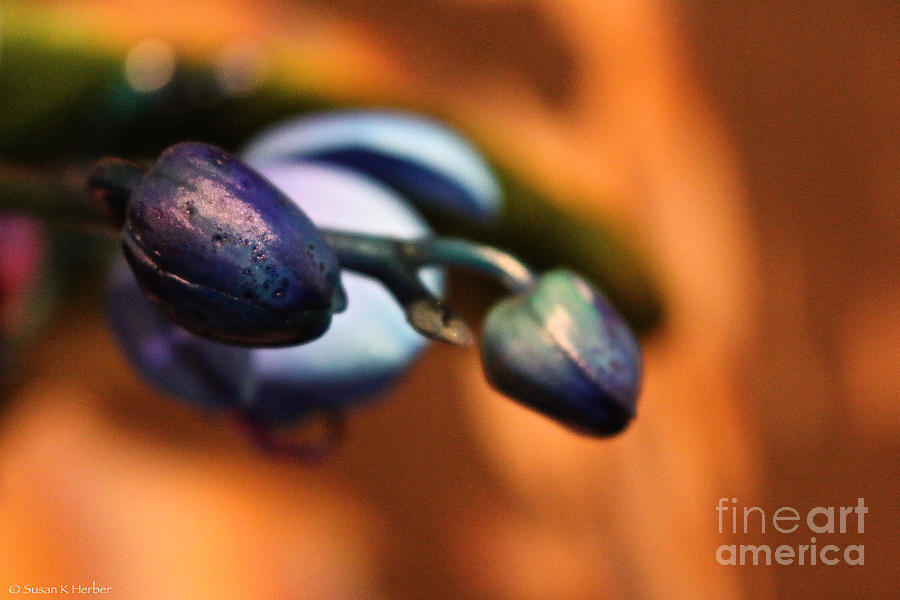 Blue Buds Photograph by Susan Herber