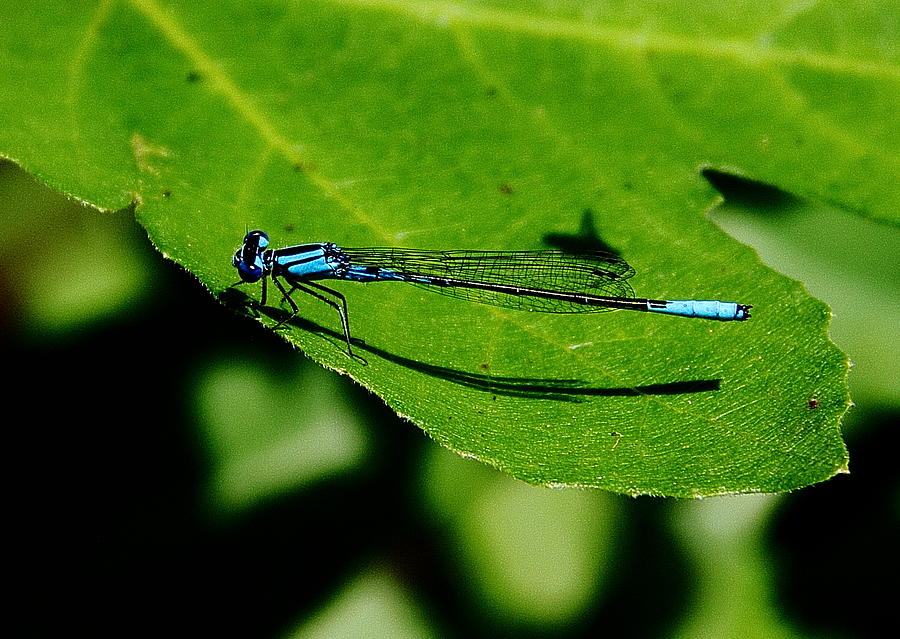 Blue Bug Dragonfly Photograph by Allen Nice-Webb