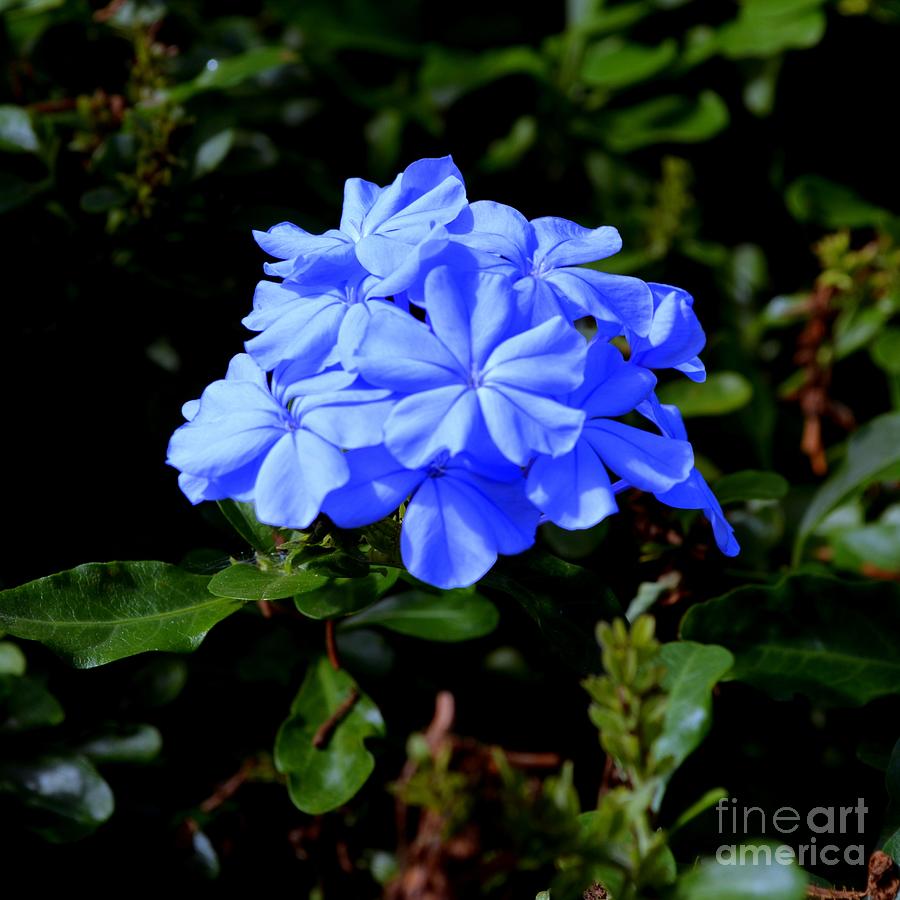 Blue Bunch Photograph by Mary Deal