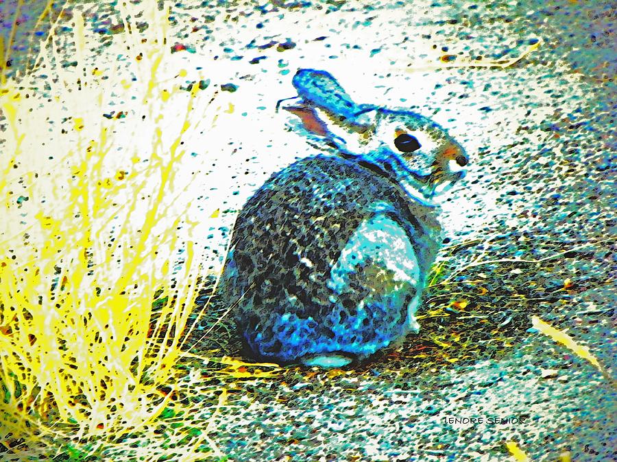Blue Bunny Photograph by Lenore Senior