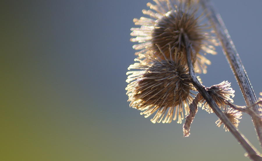 Blue Bur Photograph by Amy Zwick - Fine Art America