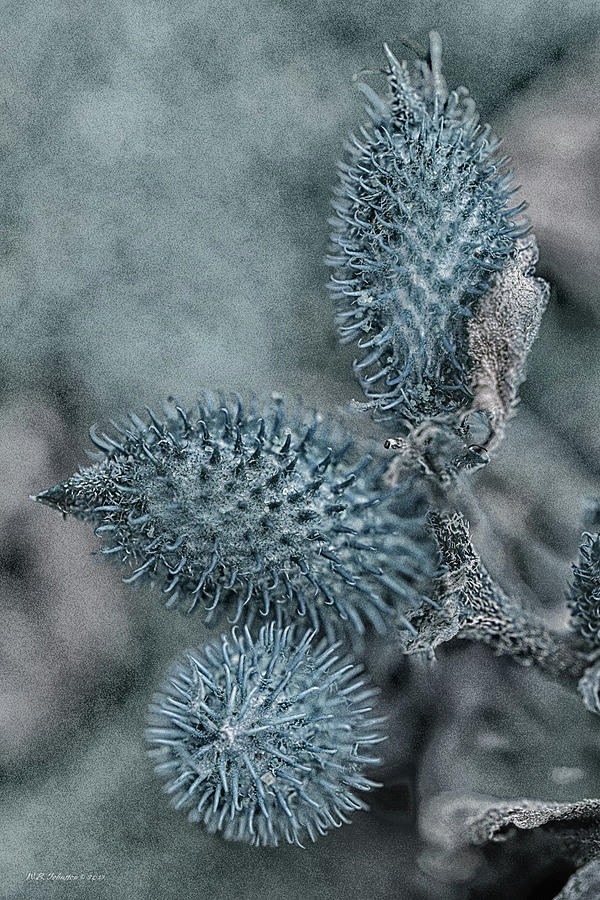 Blue Burrs Photograph by WB Johnston