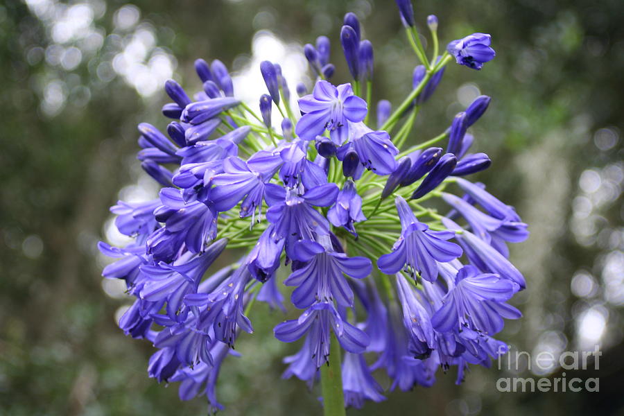 Nature Photograph - Blue Burst by Maria Young