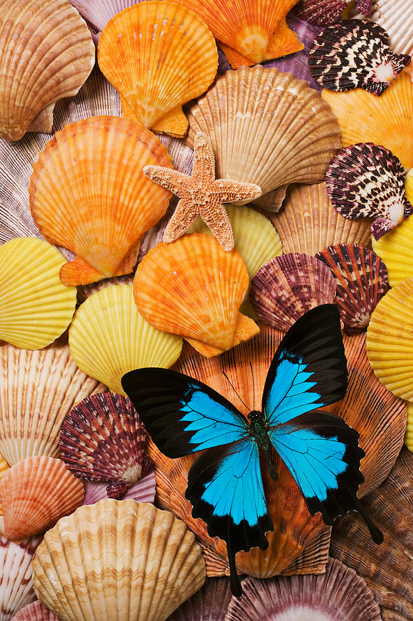 Butterfly Photograph - Blue butterfly and sea shells by Garry Gay