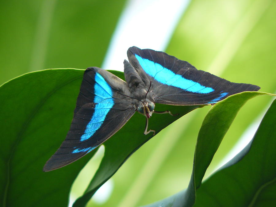 Nature Photograph - Blue butterfly by Andre Bijkerk