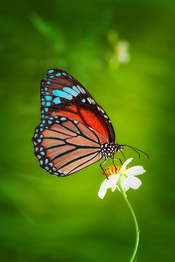 Blue butterfly Photograph by Anek Suwannaphoom