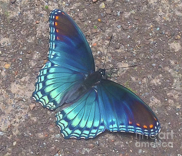 Blue Butterfly Photograph by Barry Bohn