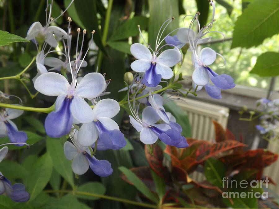 Blue Butterfly Bush Flower Photograph by Lingfai Leung