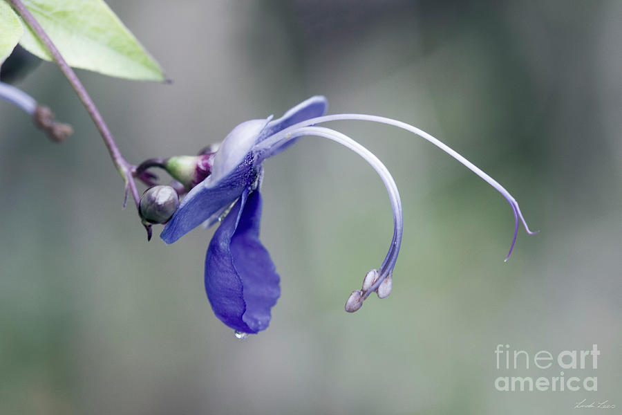 Blue Butterfly Bush Photograph by Linda Lees