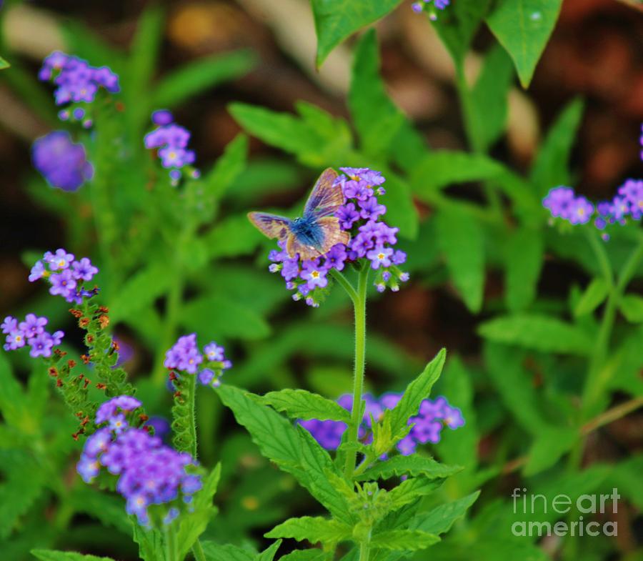  Blue Butterfly Photograph by Craig Wood