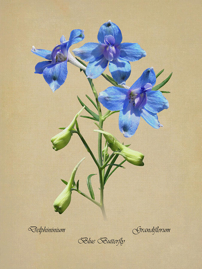 Blue Butterfly Delphinium Digital Art by M Spadecaller