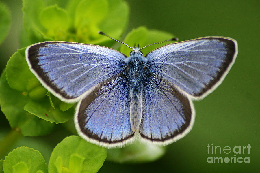 Nature Photograph - Blue Butterfly by Dimitar Hristov