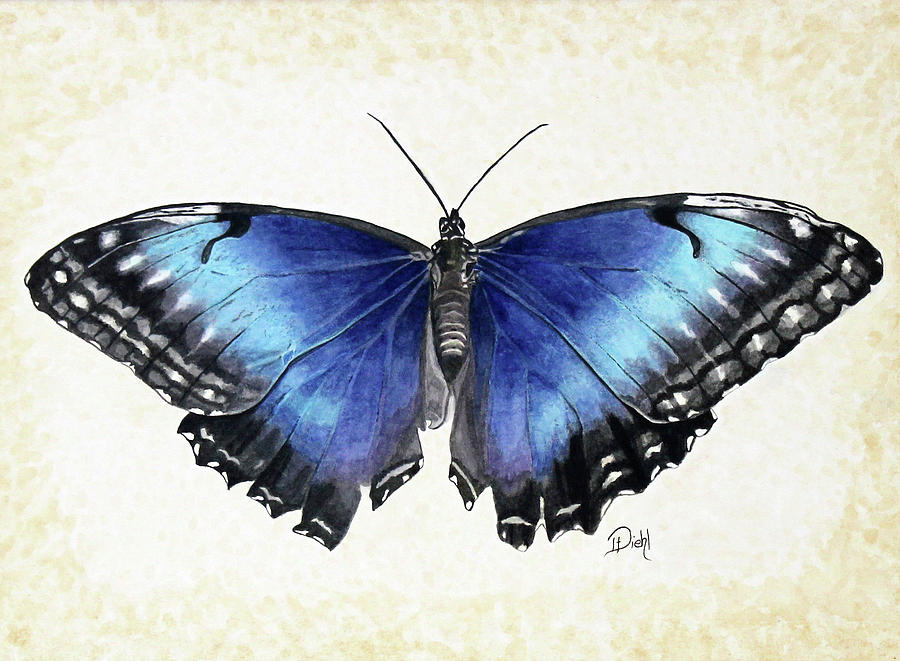 Blue Butterfly Painting by Donna Diehl - Fine Art America