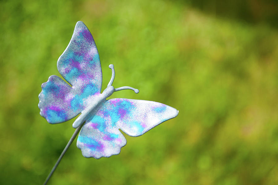 Blue Butterfly Photograph by Helen Jackson