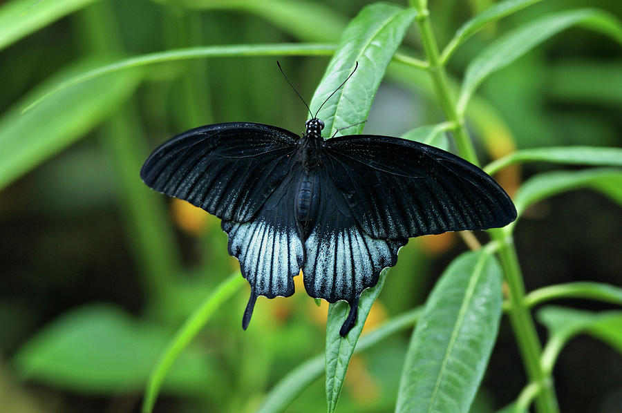 Blue Butterfly II Photograph by Sandy Keeton