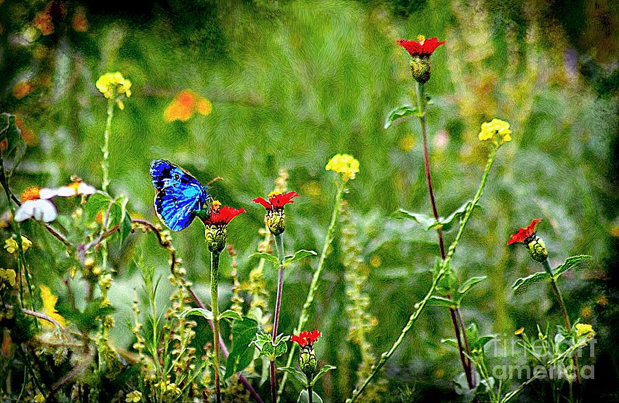 Blue Butterfly In Meadow Photograph