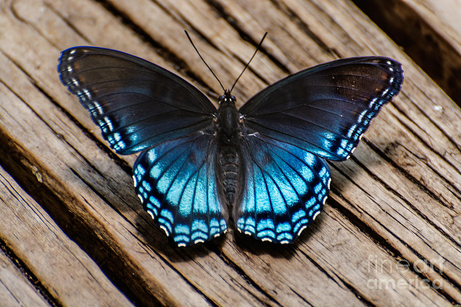 Blue Butterfly Photograph by Metaphor Photo