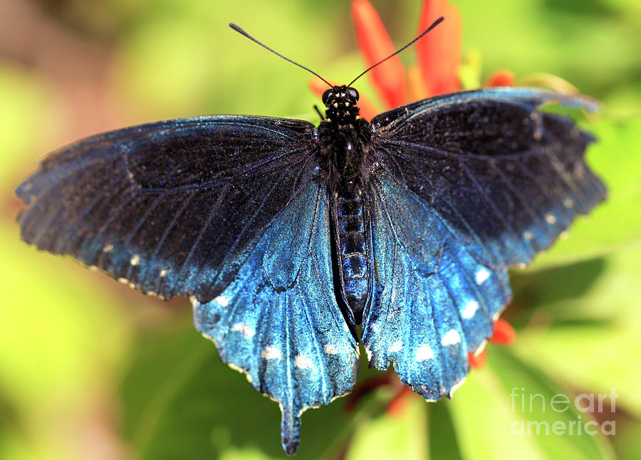 Blue Butterfly Photograph by John Rizzuto