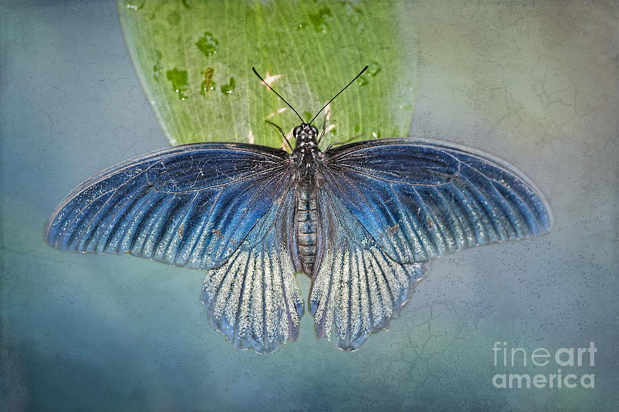 Blue Butterfly on Blue Photograph by Bonnie Barry
