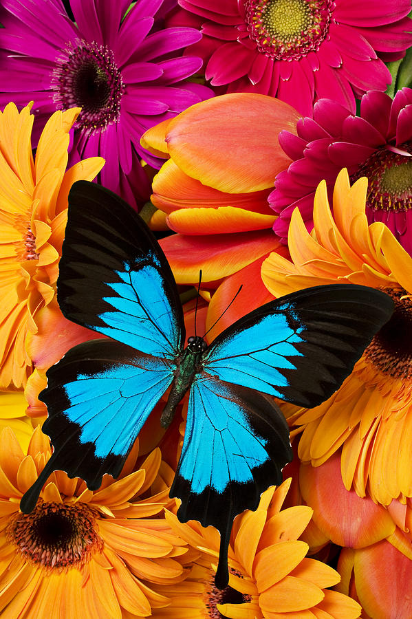 Daisy Photograph - Blue butterfly on brightly colored flowers by Garry Gay