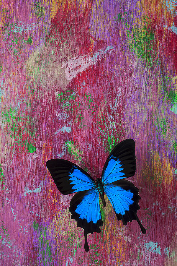 Insects Photograph - Blue butterfly on colorful wooden wall by Garry Gay