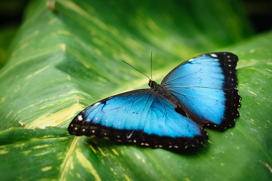 Blue Butterfly on Leaf Photograph by Greg Fugate