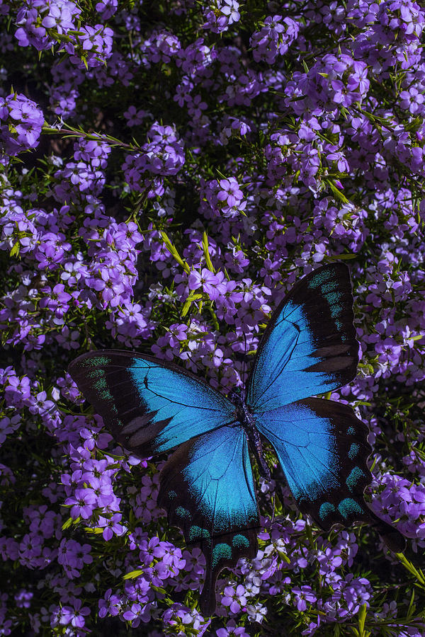 Butterfly Photograph - Blue Butterfly On Pink Flowers by Garry Gay