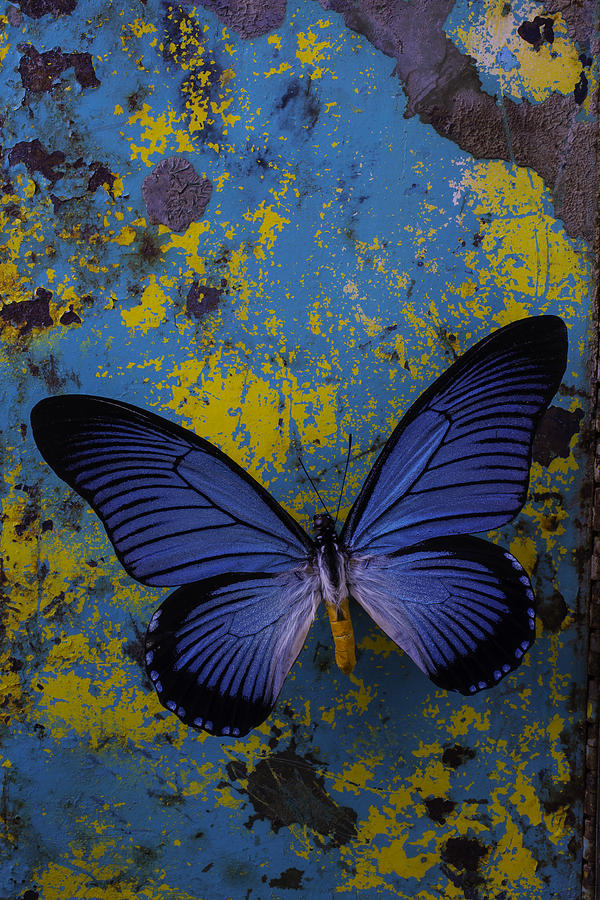Butterfly Photograph - Blue Butterfly On Rusty Wall by Garry Gay