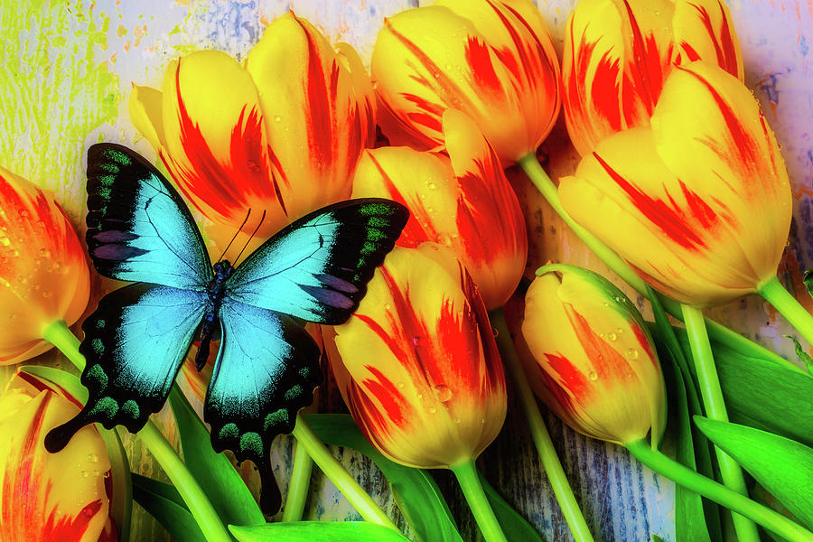 Blue Butterfly On Tulips Photograph by Garry Gay