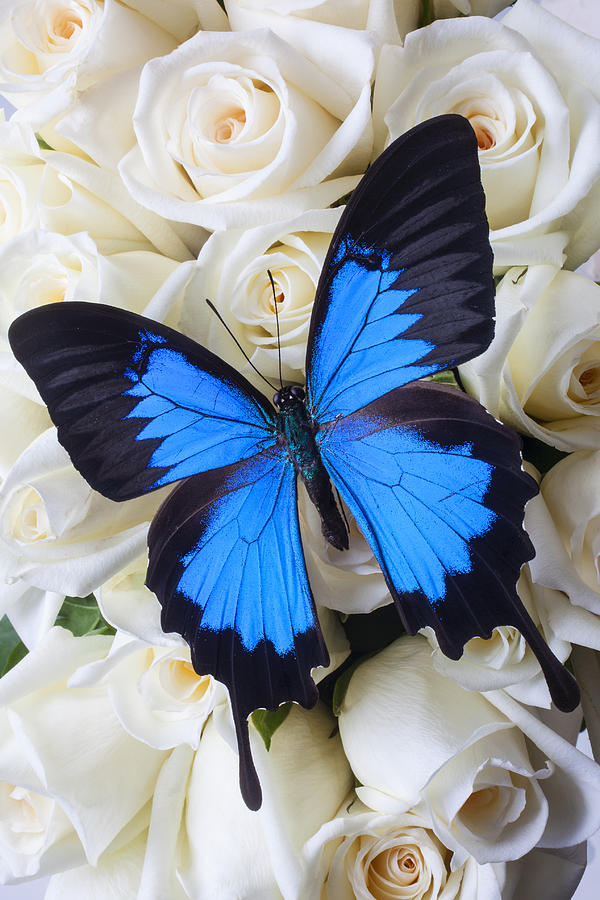 Flower Photograph - Blue butterfly on white roses by Garry Gay