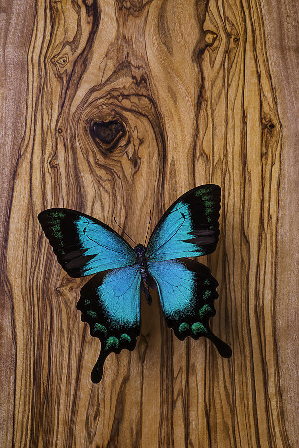 Blue Butterfly On Wood Grain Photograph by Garry Gay