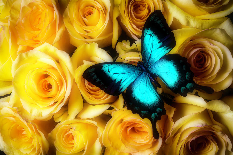 Blue Butterfly On Yellow Roses  Photograph by Garry Gay