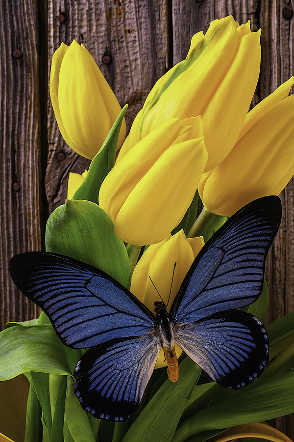 Blue Butterfly On Yellow Tulips Photograph by Garry Gay