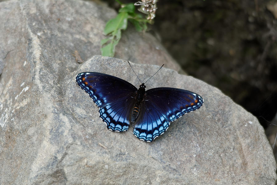 Blue butterfly Photograph by Peter Ponzio