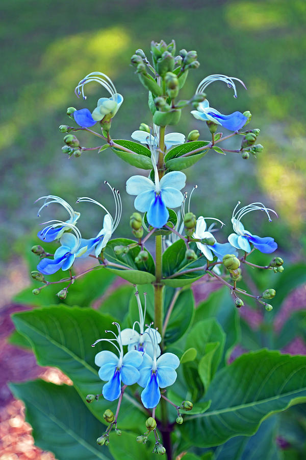 Blue Butterfly Plant Photograph by Aimee L Maher ALM GALLERY