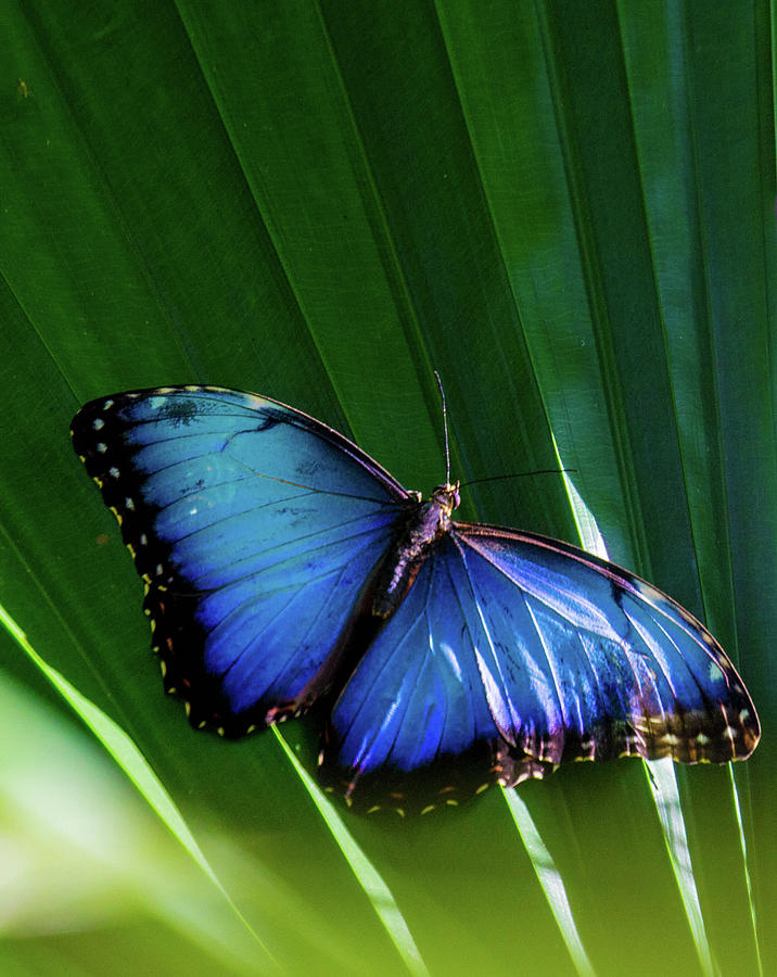 Blue Butterfly Photograph by Rochelle Berman