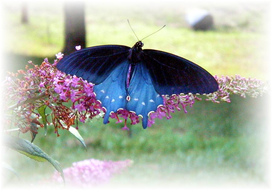 Blue Butterfly Photograph by Scarlett Royale