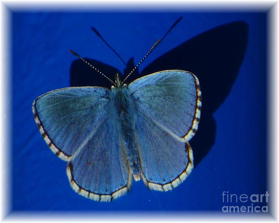 Blue Butterfly White Edge Photograph by Barbie Corbett-Newmin