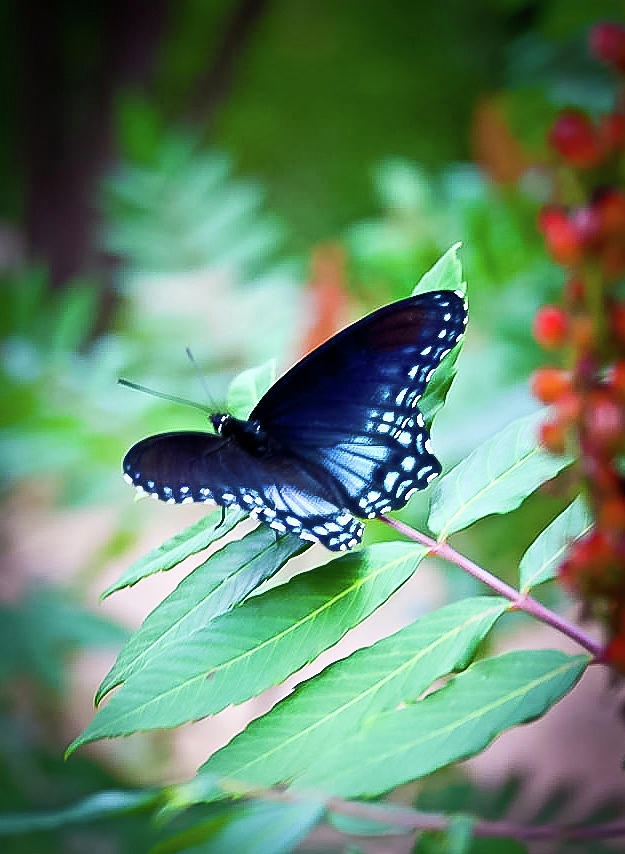 Blue Butterfly Photograph by William T Templeton