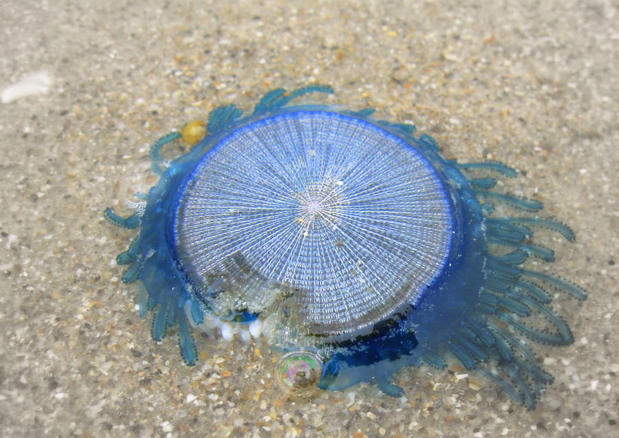 Blue Button Jellyfish Photograph by Wanderbird Photographi LLC