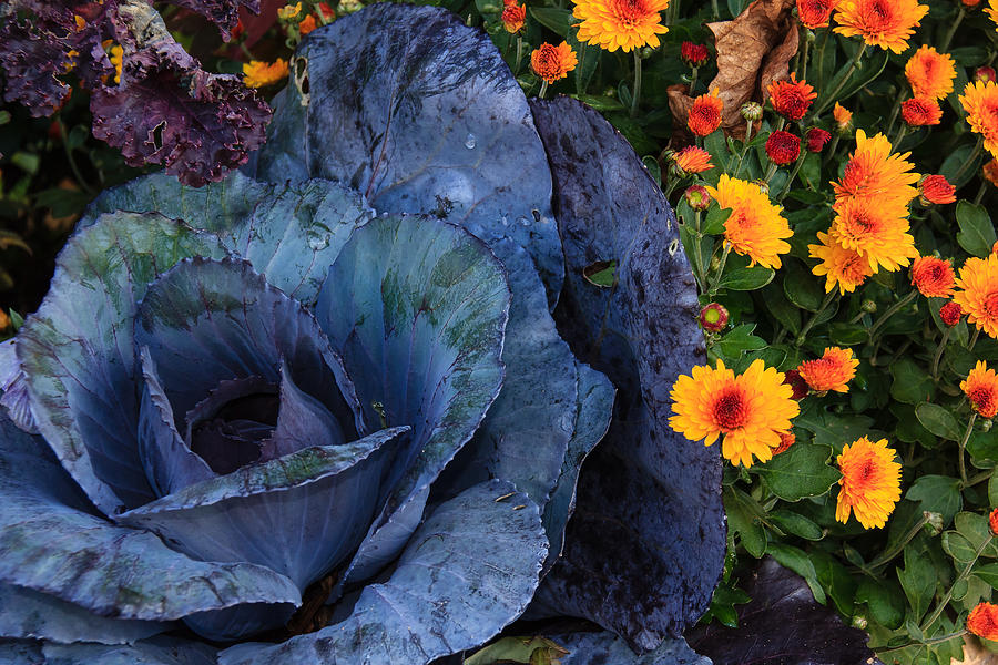 Blue Cabbage and Fall Flowers Photograph by Joni Eskridge
