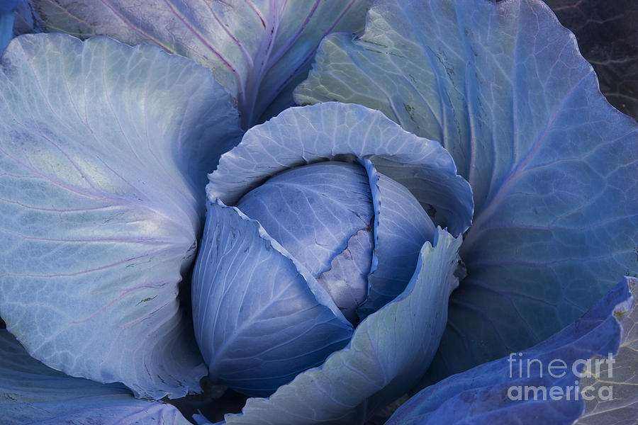 Cabbage Photograph - Blue Cabbage Head Growing by Inga Spence