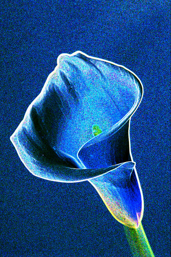 Blue calla lilly Photograph by Gary Brandes