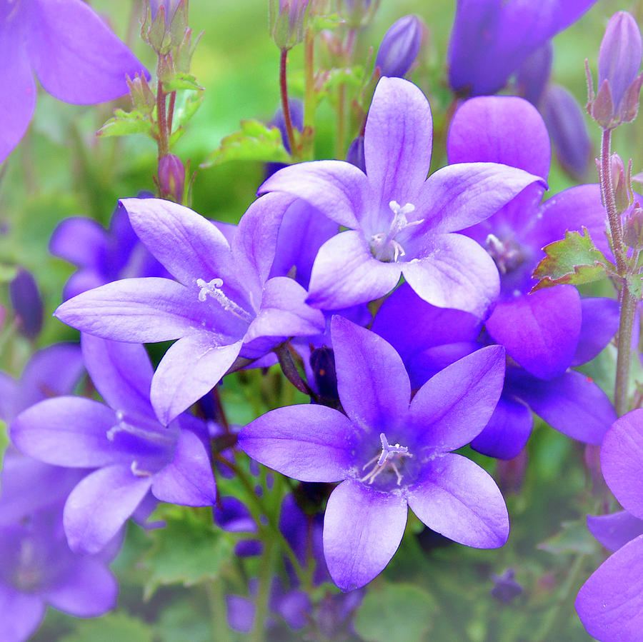 Blue Campanula Close Up. Photograph By George And Sally Stevenson 