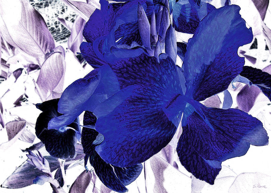 Blue Canna Lily Photograph by Shawna Rowe