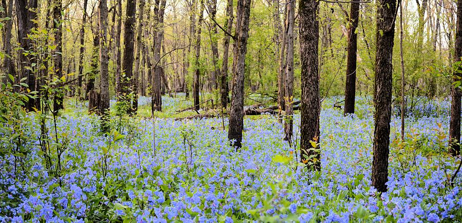 Blue Carpet Photograph by Bonfire Photography