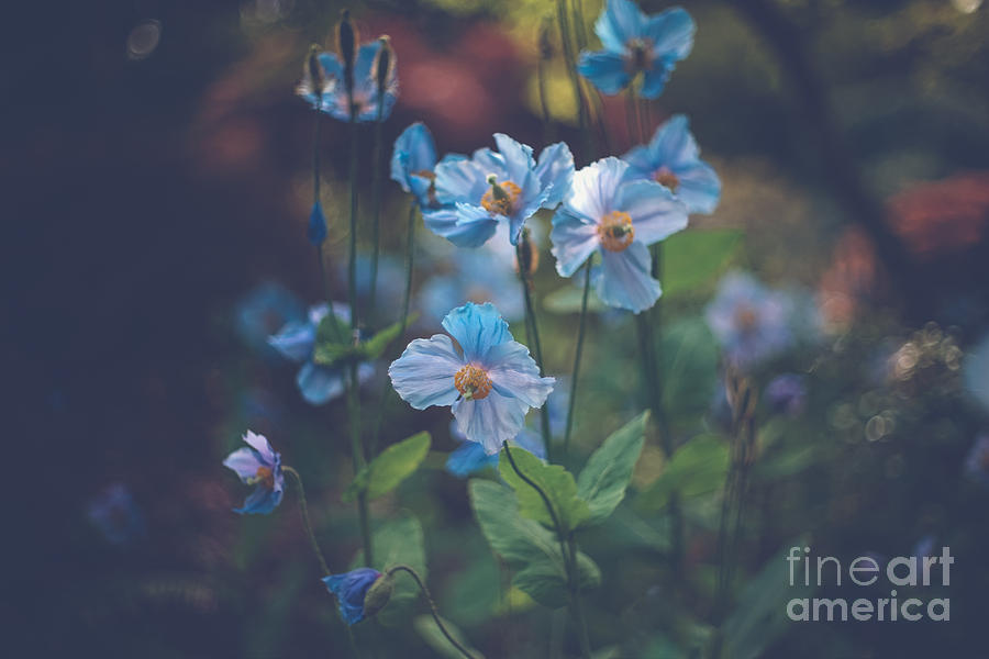 Flower Photograph - Blue by Carrie Cole