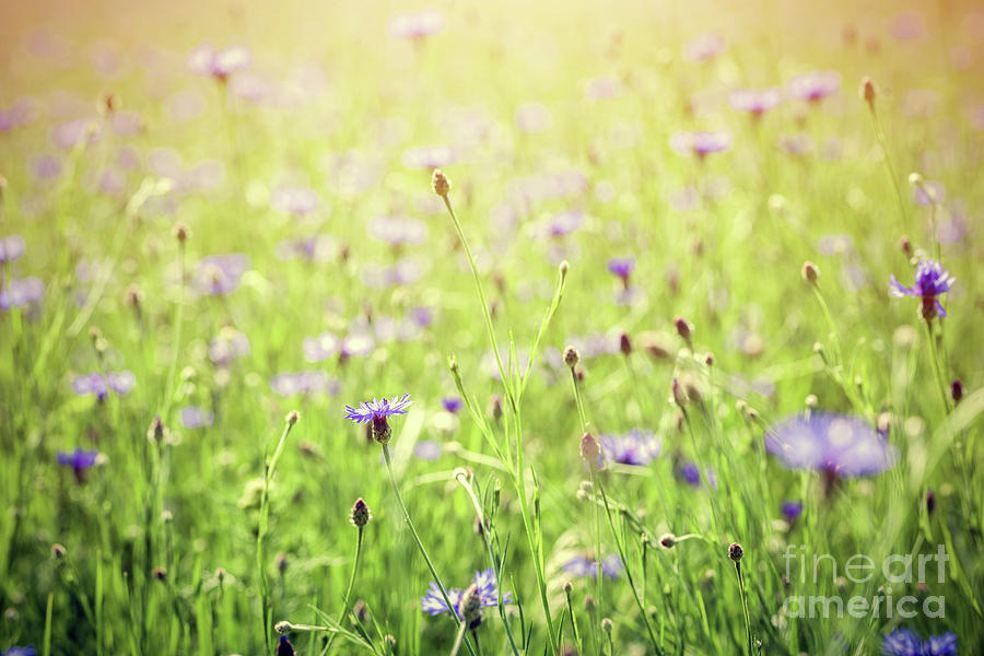 Blue centaury flowers field, summer countryside Photograph by Michal Bednarek