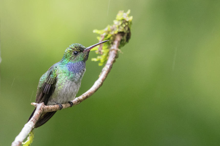 Blue-chested Hummingbird Photograph by Mike Timmons - Fine Art America